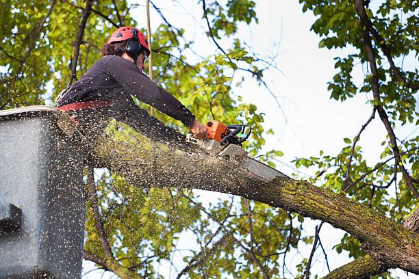 North Liberty, IN Tree Services Company